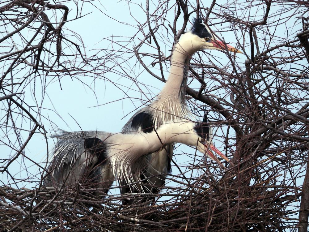 Héron cendré Ardea cinerea Linnaeus, 1758
