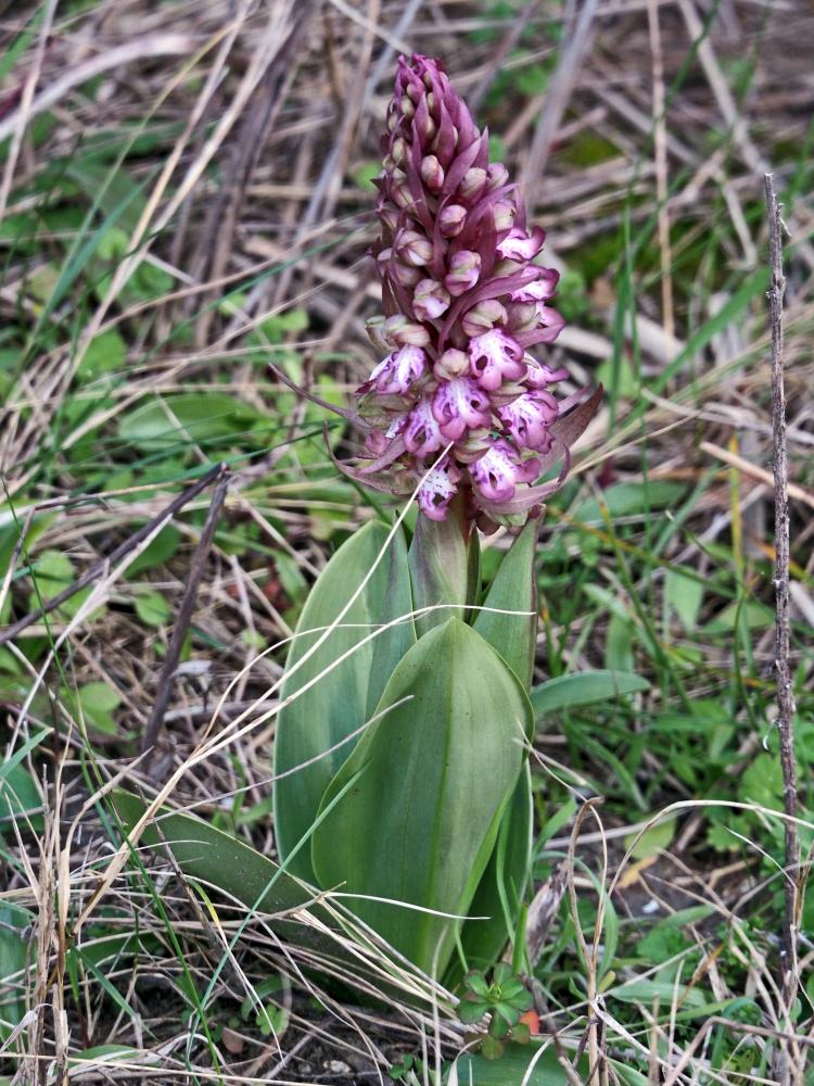 Orchis géant, Orchis à longues bractées, Barlie Himantoglossum robertianum (Loisel.) P.Delforge, 1999