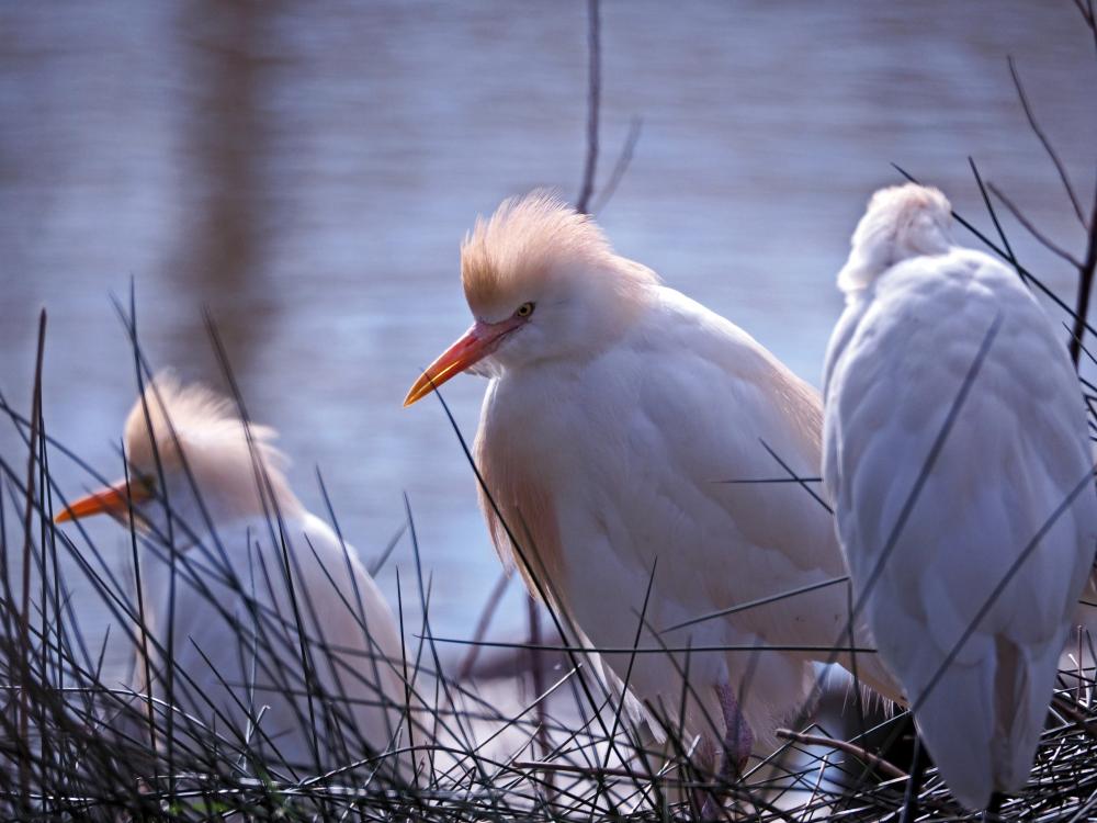Héron garde-boeufs Bubulcus ibis (Linnaeus, 1758)