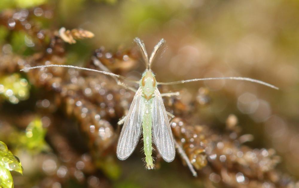 Chironomidés, Ver de vase (larve) Chironomidae Newman, 1834