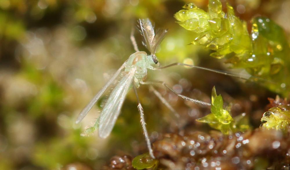 Chironomidés, Ver de vase (larve) Chironomidae Newman, 1834