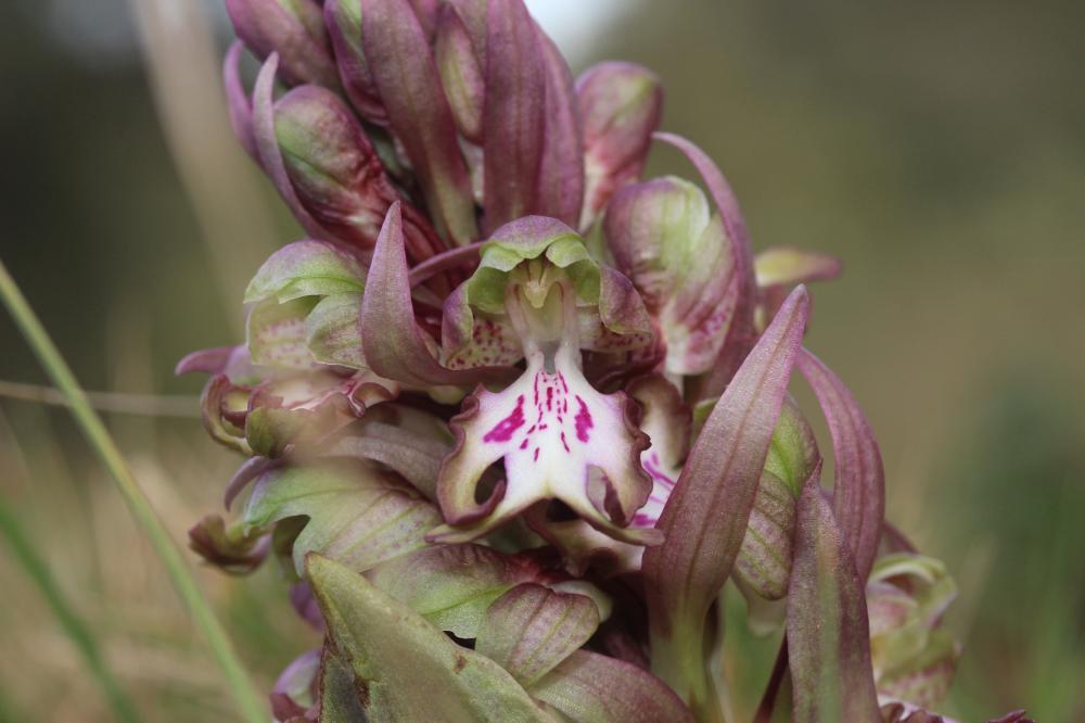 Orchis géant, Orchis à longues bractées, Barlie Himantoglossum robertianum (Loisel.) P.Delforge, 1999