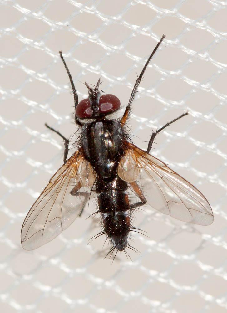 Mintho rufiventris (Fallén, 1817)