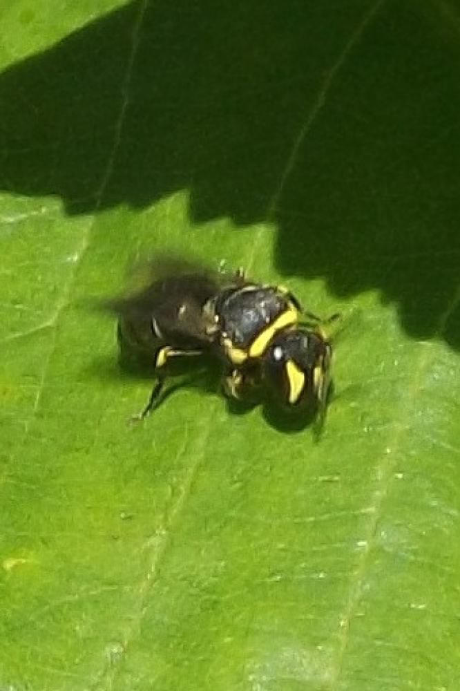 Hylaeus Fabricius, 1793