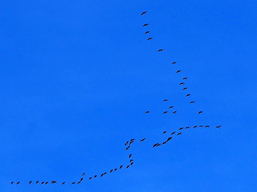 Grue cendrée Grus grus (Linnaeus, 1758)