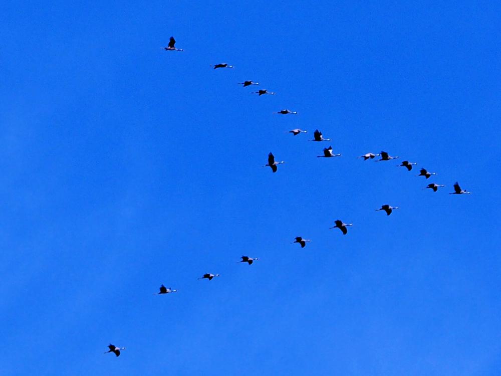 Grue cendrée Grus grus (Linnaeus, 1758)