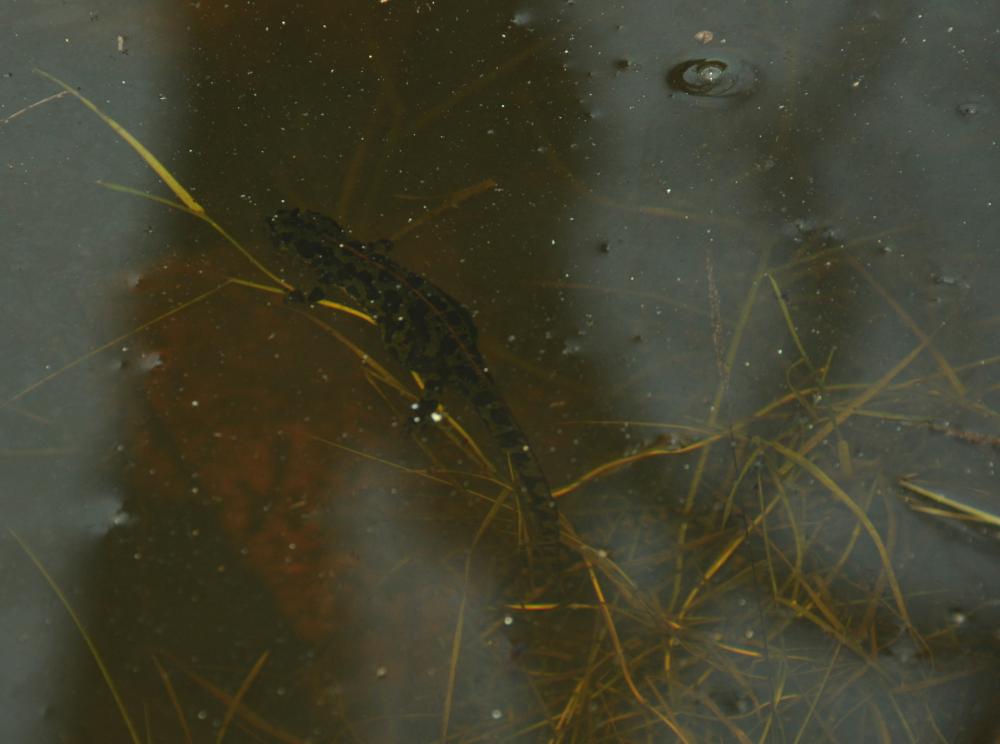 Triton marbré Triturus marmoratus (Latreille, 1800)