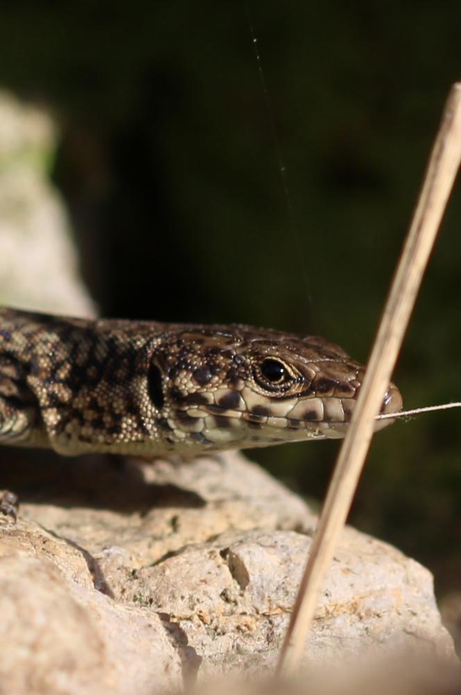Lézard catalan Podarcis liolepis (Boulenger, 1905)