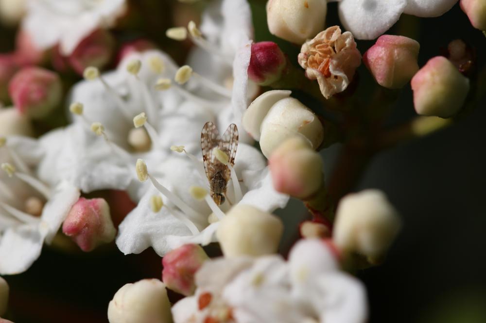 Dioxyna bidentis (Robineau-Desvoidy, 1830)