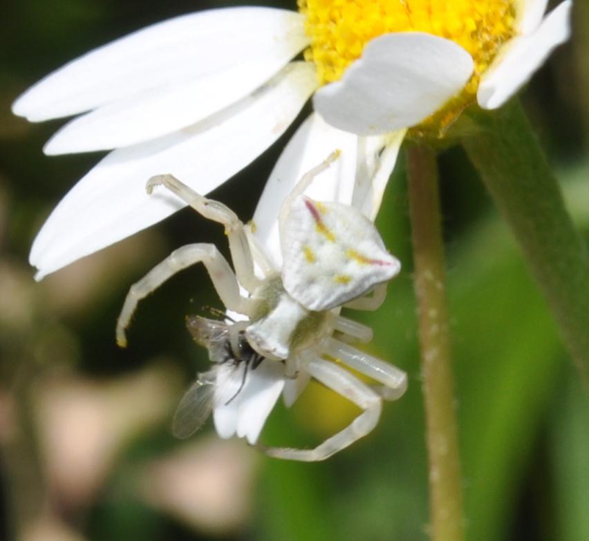 Thomise replet Thomisus onustus Walckenaer, 1805