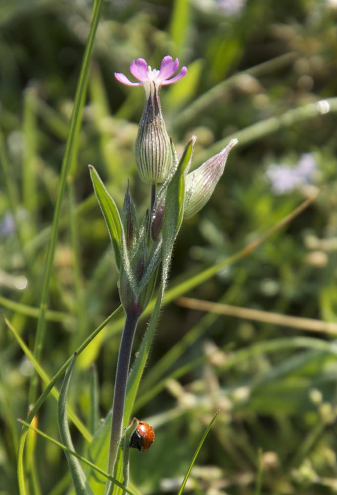 Silène conique Silene conica L., 1753