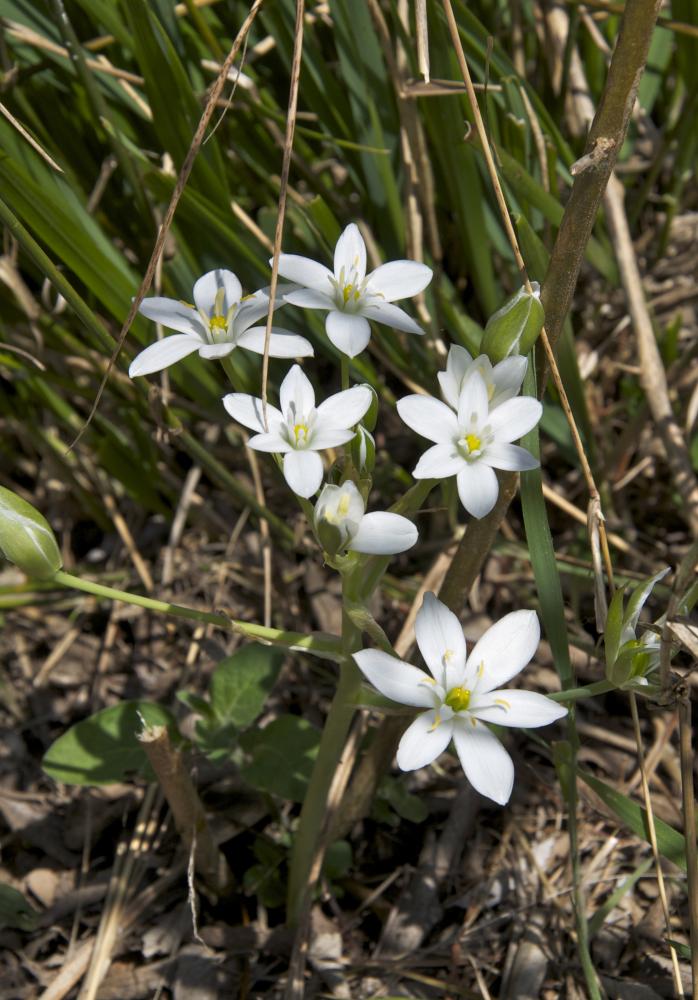 Ornithogale en ombelle, Dame-d'onze-heures, Ornith Ornithogalum umbellatum L., 1753