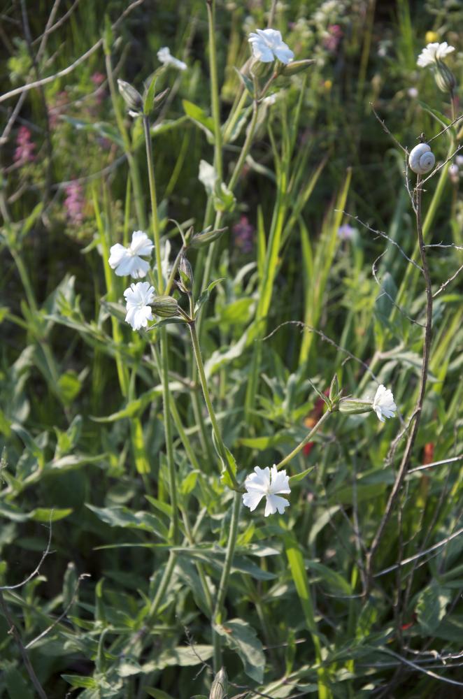 Compagnon blanc, Silène à feuilles larges Silene latifolia Poir., 1789