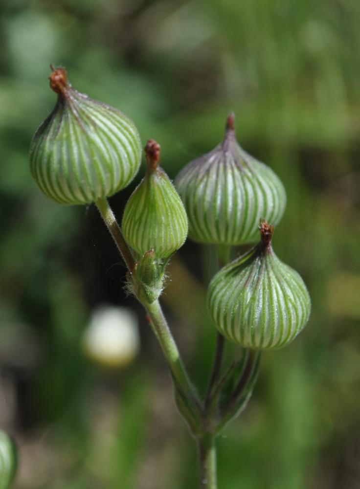 Silène conique Silene conica L., 1753