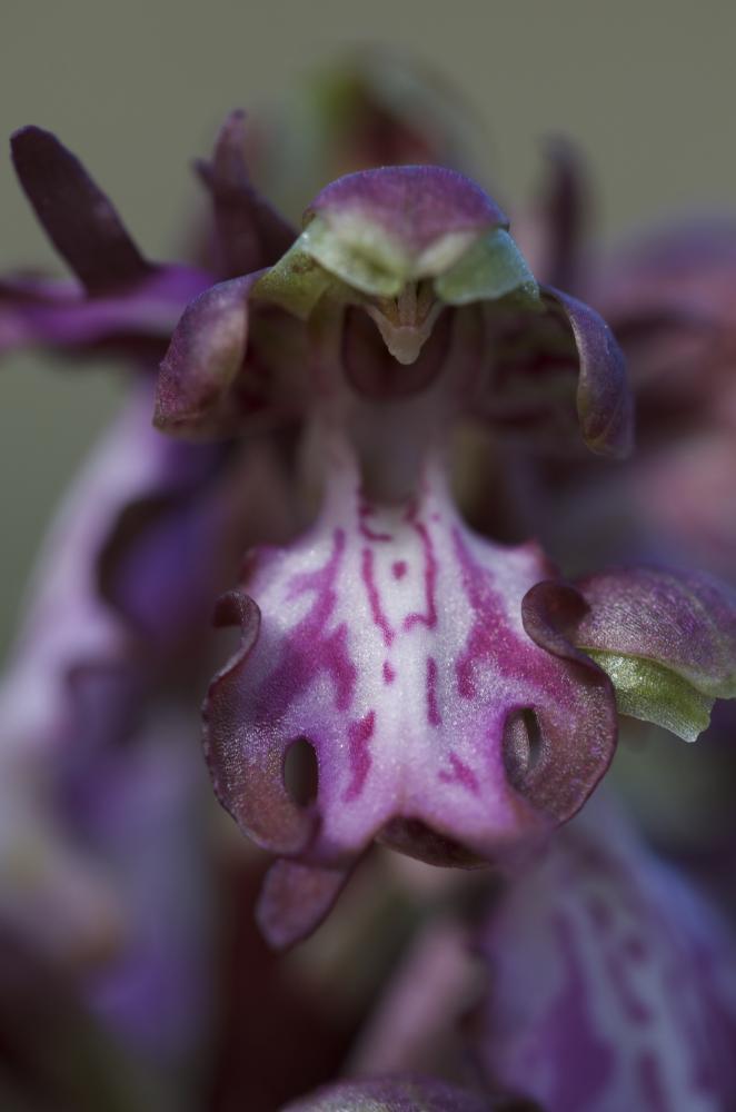 Orchis géant, Orchis à longues bractées, Barlie Himantoglossum robertianum (Loisel.) P.Delforge, 1999