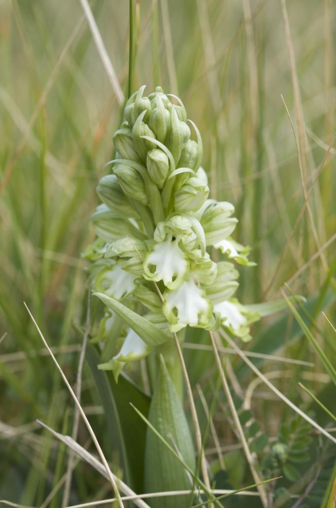 Orchis géant, Orchis à longues bractées, Barlie Himantoglossum robertianum (Loisel.) P.Delforge, 1999
