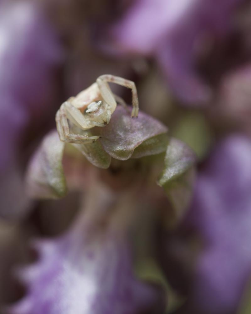 Thomise replet Thomisus onustus Walckenaer, 1805