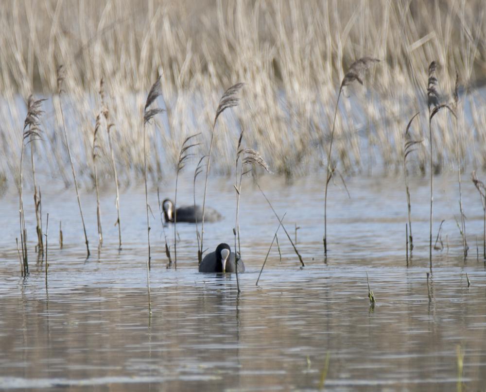 Foulque macroule Fulica atra Linnaeus, 1758