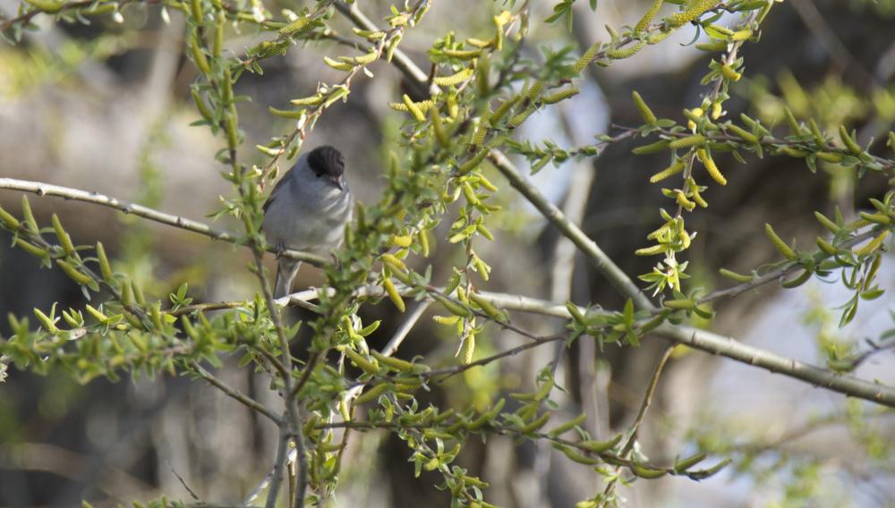 Fauvette à tête noire Sylvia atricapilla (Linnaeus, 1758)