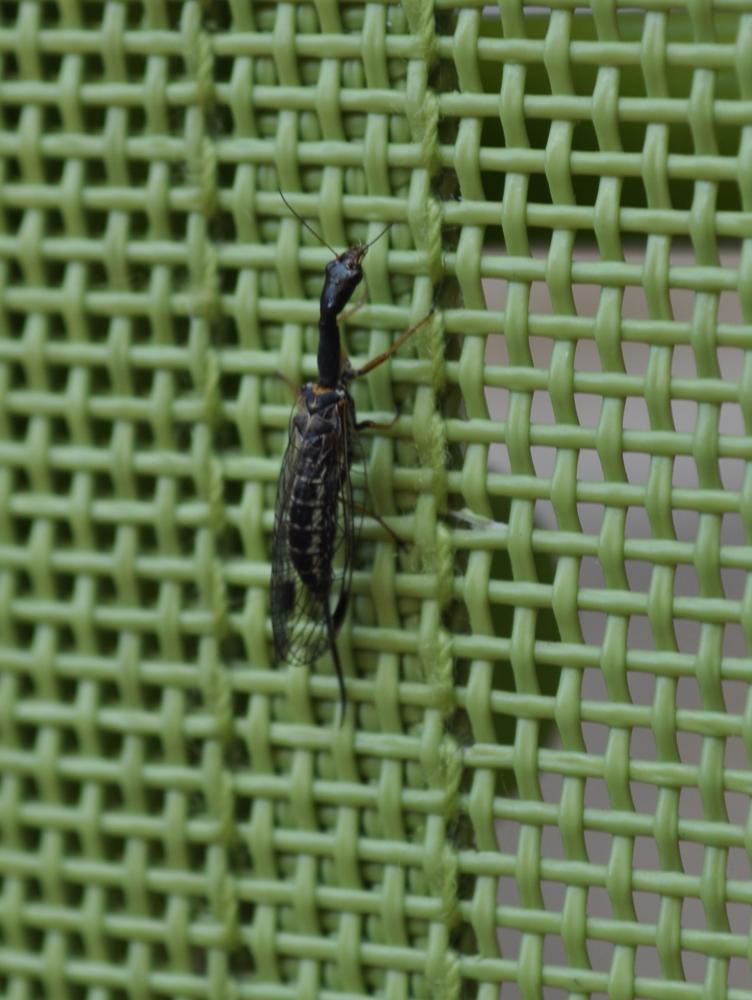 Rafidie Raphidia ophiopsis Linnaeus, 1758