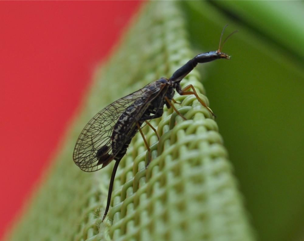 Rafidie Raphidia ophiopsis Linnaeus, 1758