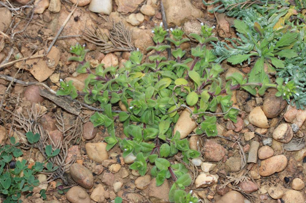 Céraiste aggloméré Cerastium glomeratum Thuill., 1799