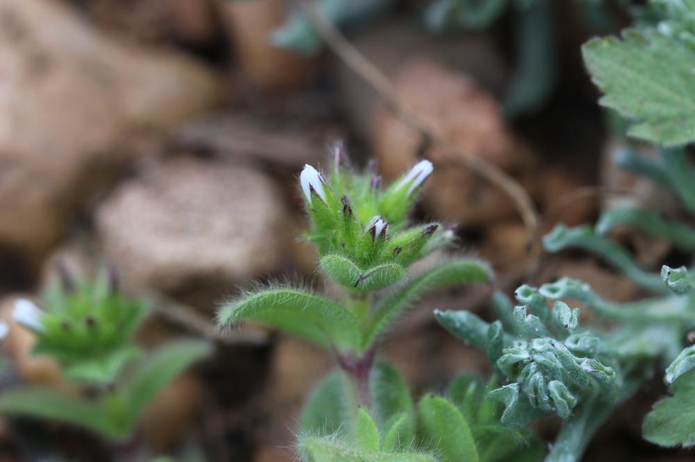 Céraiste aggloméré Cerastium glomeratum Thuill., 1799