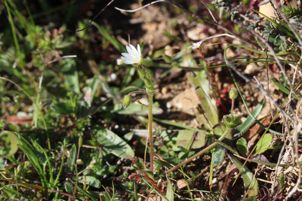 Céraiste à pétales courts Cerastium brachypetalum Desp. ex Pers., 1805