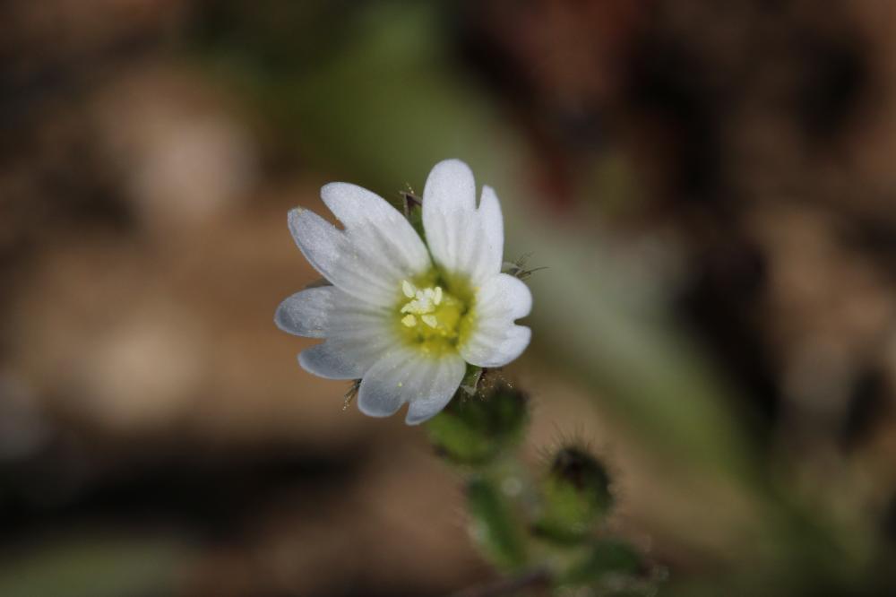 Céraiste à pétales courts Cerastium brachypetalum Desp. ex Pers., 1805