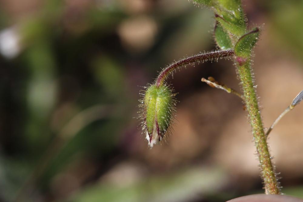 Céraiste à pétales courts Cerastium brachypetalum Desp. ex Pers., 1805