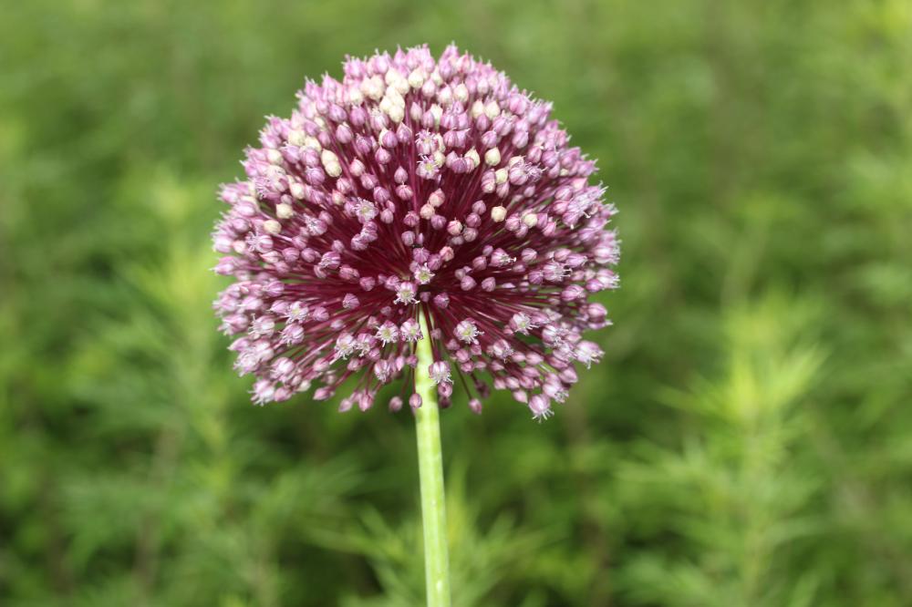 Poireau, Ail poireau Allium porrum L., 1753
