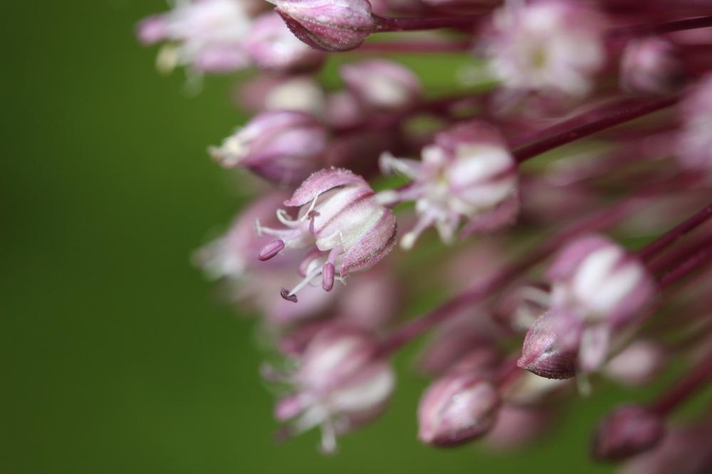 Poireau, Ail poireau Allium porrum L., 1753