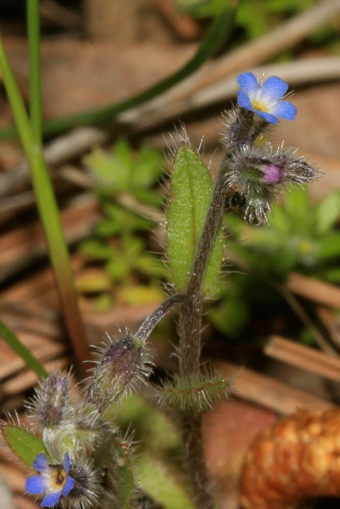 Myosotis des champs Myosotis arvensis (L.) Hill, 1764