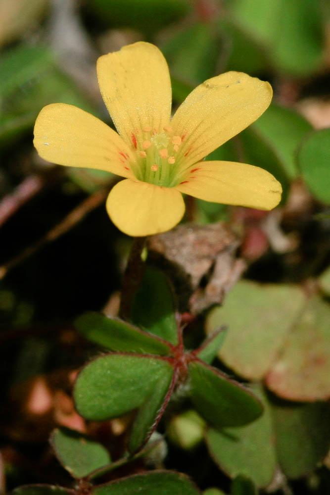 Oxalis corniculé, Trèfle jaune Oxalis corniculata L., 1753