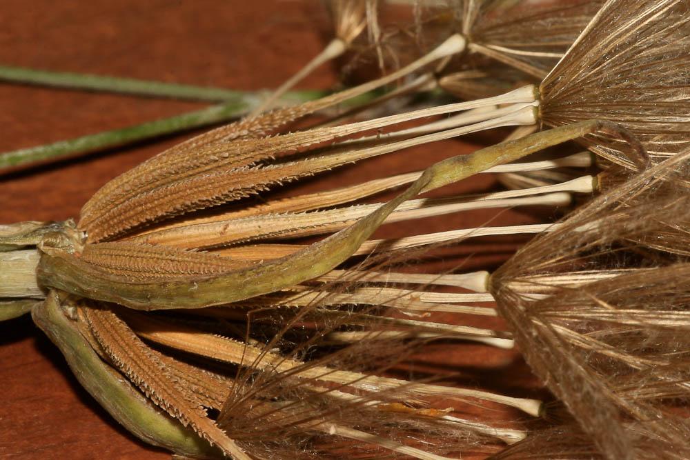 Salsifis à feuilles de crocus Tragopogon crocifolius L., 1759