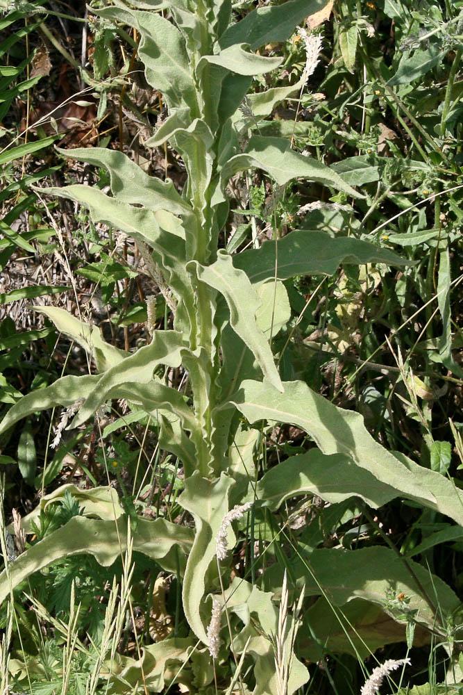 Molène faux-bouillon-blanc, Molène à fleurs denses Verbascum densiflorum Bertol., 1810