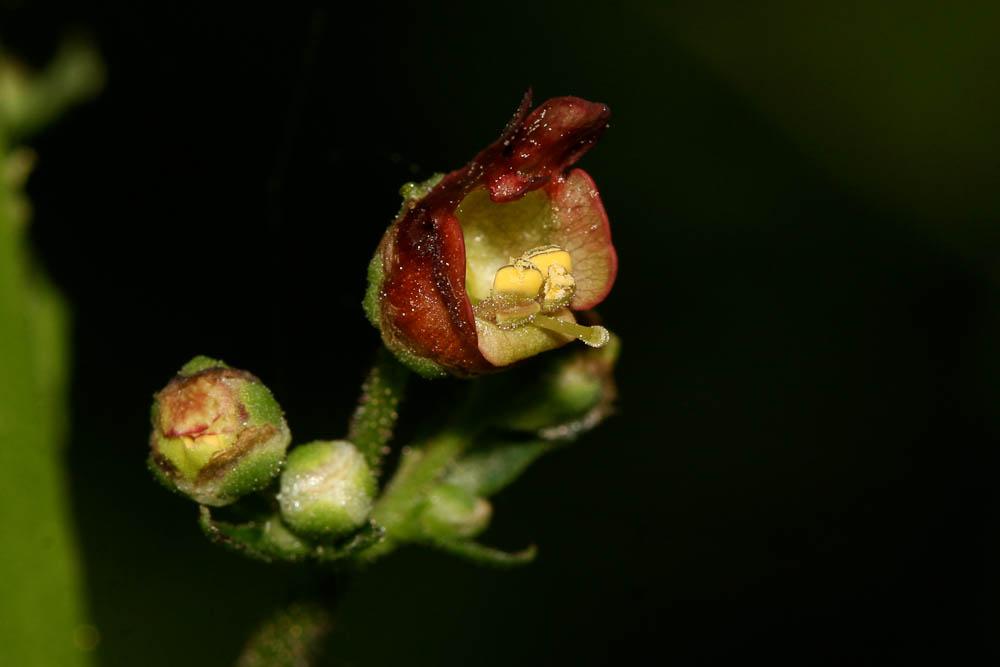 Scrofulaire aquatique, Scrofulaire de Balbis Scrophularia auriculata L., 1753