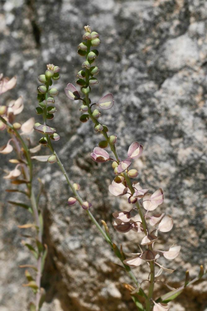 Aethionéme des rochers, Aéthionéma des rochers Aethionema saxatile (L.) R.Br., 1812