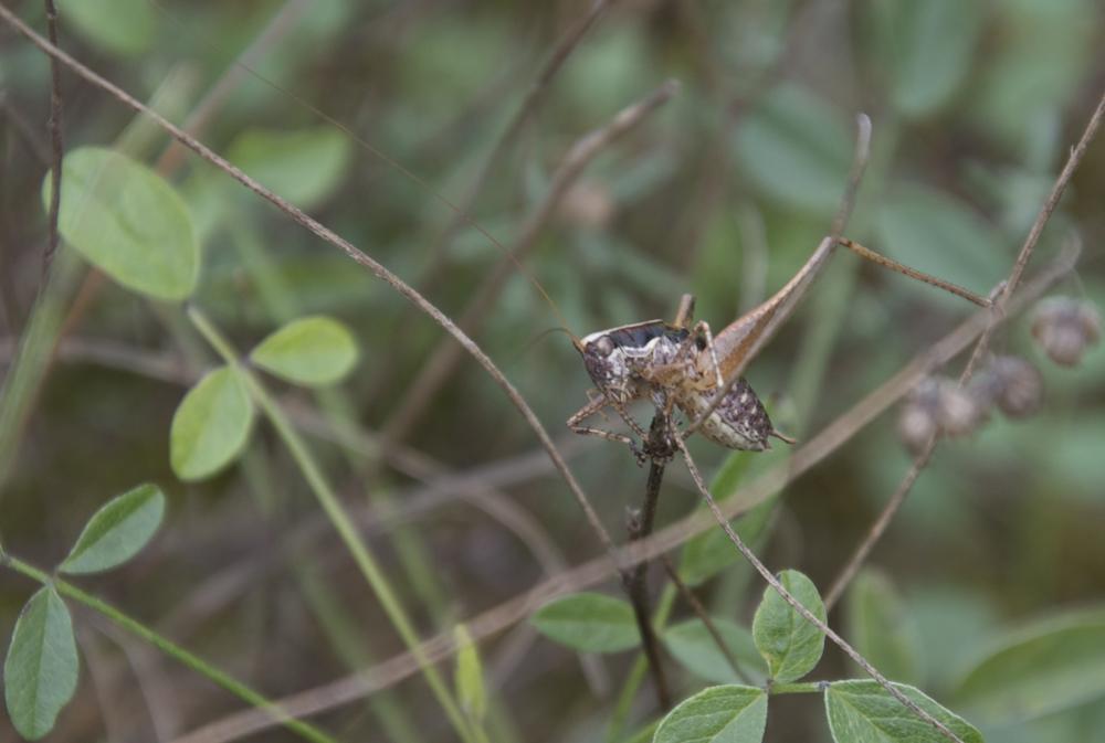 Decticelle frêle Yersinella raymondii (Yersin, 1860)
