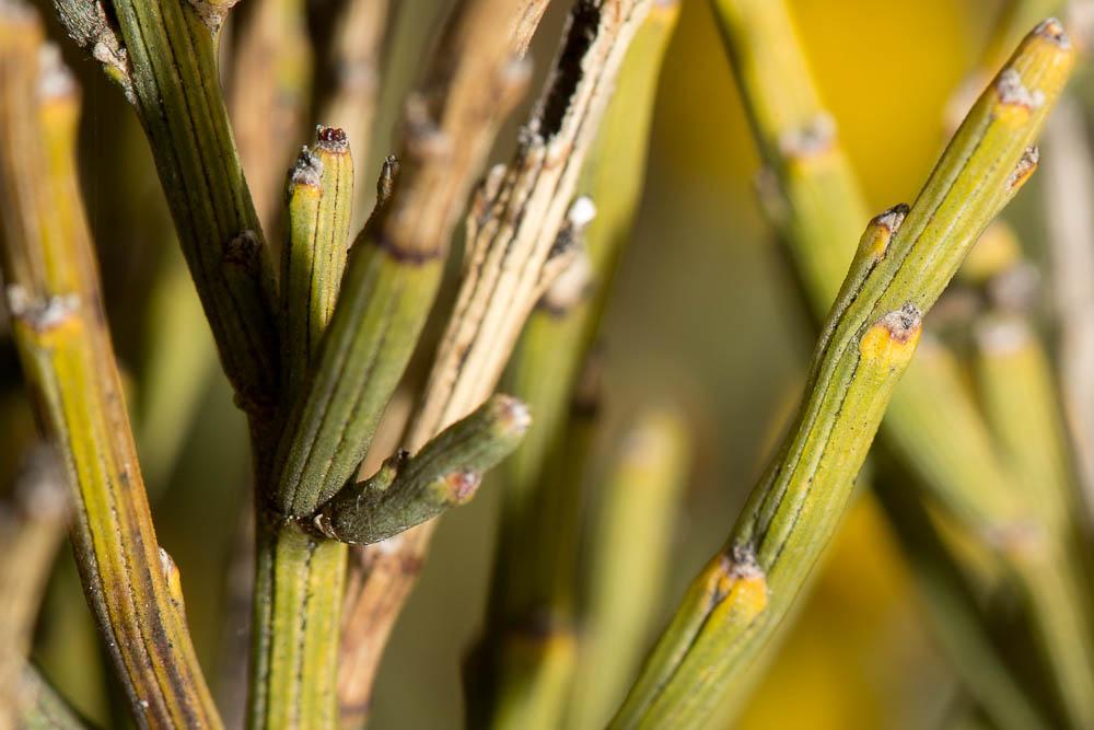 Cytise oroméditerranéen, Genêt oroméditerranéen, G Cytisus oromediterraneus Rivas Mart., T.E.Díaz, Fern.Prieto, Loidi & Peñas, 1984