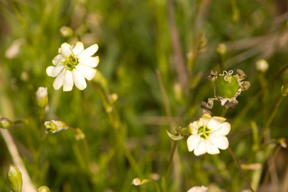 Silène saxifrage Silene saxifraga L., 1753