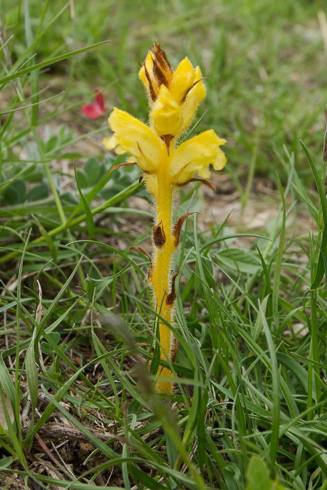 Orobanche de la germandrée Orobanche teucrii Holandre, 1829