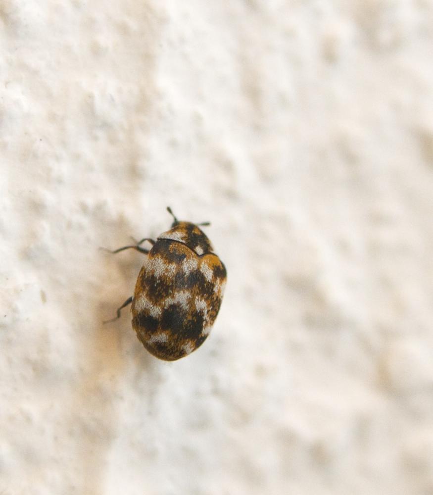Anthrène des tapis, Anthrène bigarré des tapis, An Anthrenus verbasci (Linnaeus, 1767)
