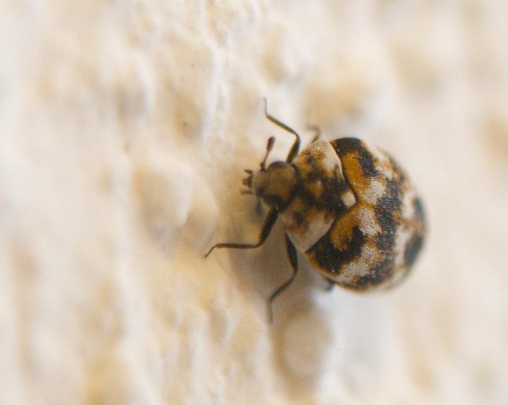 Anthrène des tapis, Anthrène bigarré des tapis, An Anthrenus verbasci (Linnaeus, 1767)