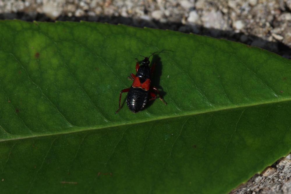  Prostemma guttula (Fabricius, 1787)