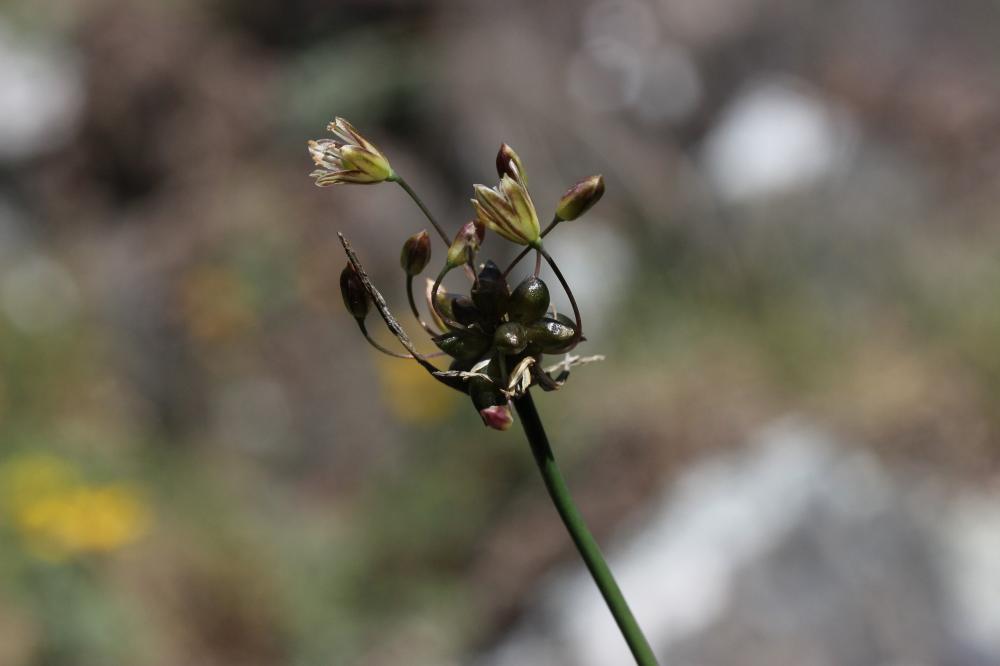 Ail maraîcher, Ail des endroits cultivés Allium oleraceum L., 1753
