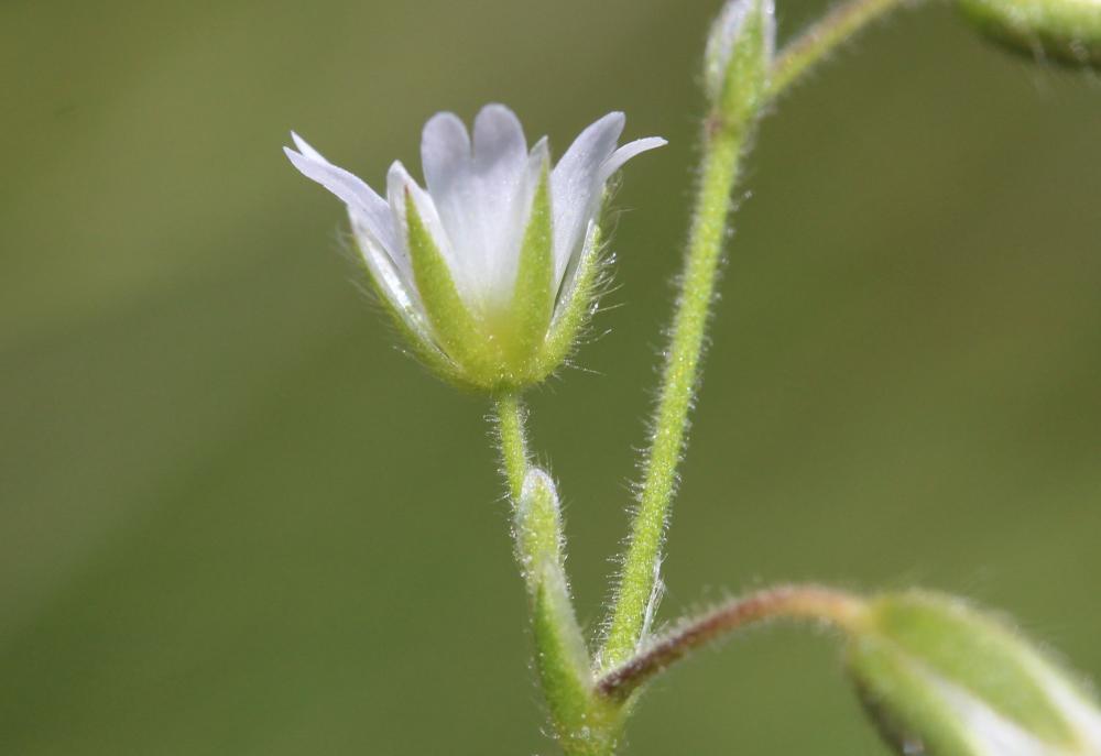 Céraiste commune Cerastium fontanum Baumg., 1816