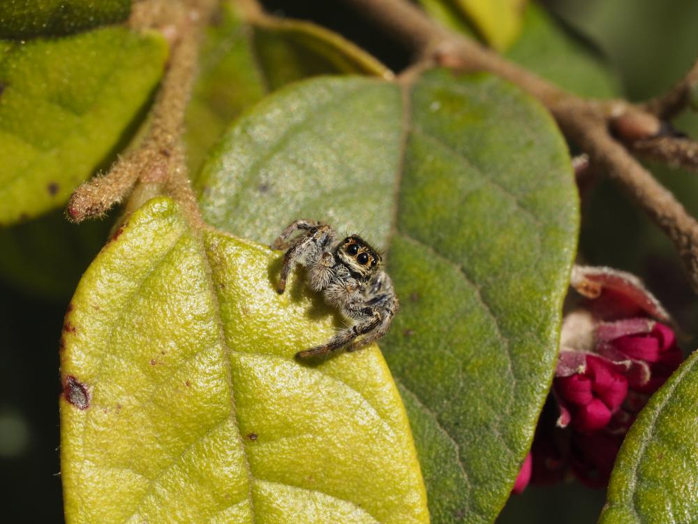  Carrhotus xanthogramma (Latreille, 1819)
