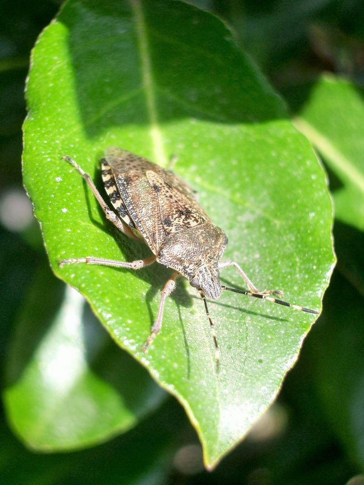 Punaise nébuleuse, Punaise grise Rhaphigaster nebulosa (Poda, 1761)
