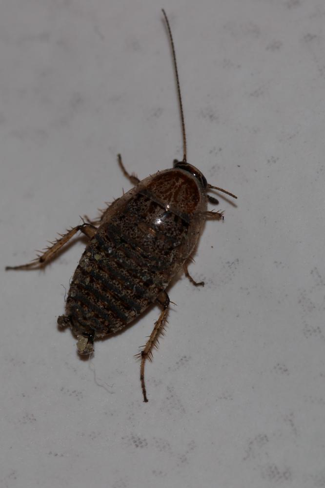  Phyllodromica subaptera (Rambur, 1838)
